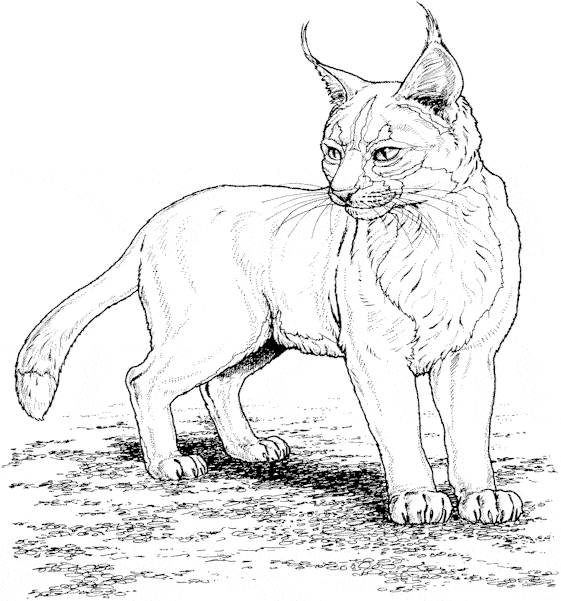 Lynx coloring page