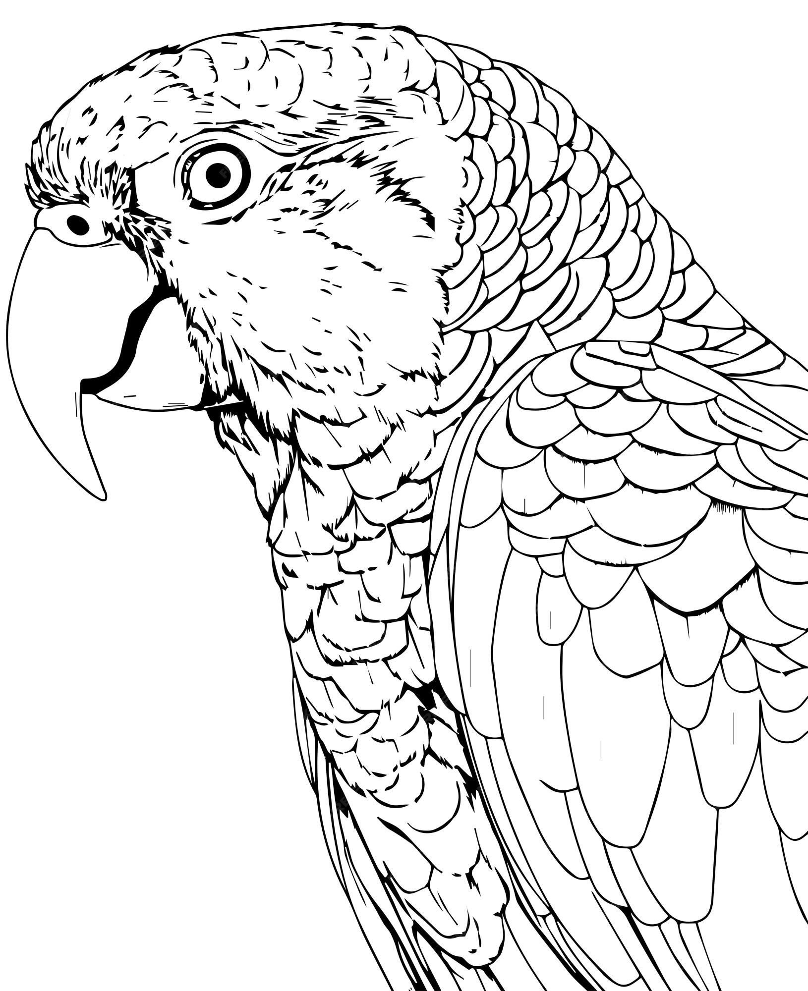 Premium vector parrot bird illustration cute parrot coloring page for kids and adult parrot mascot logo parrot b