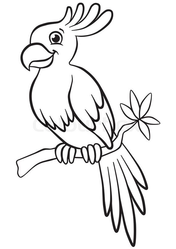 Coloring pages cute parrot coloring pages