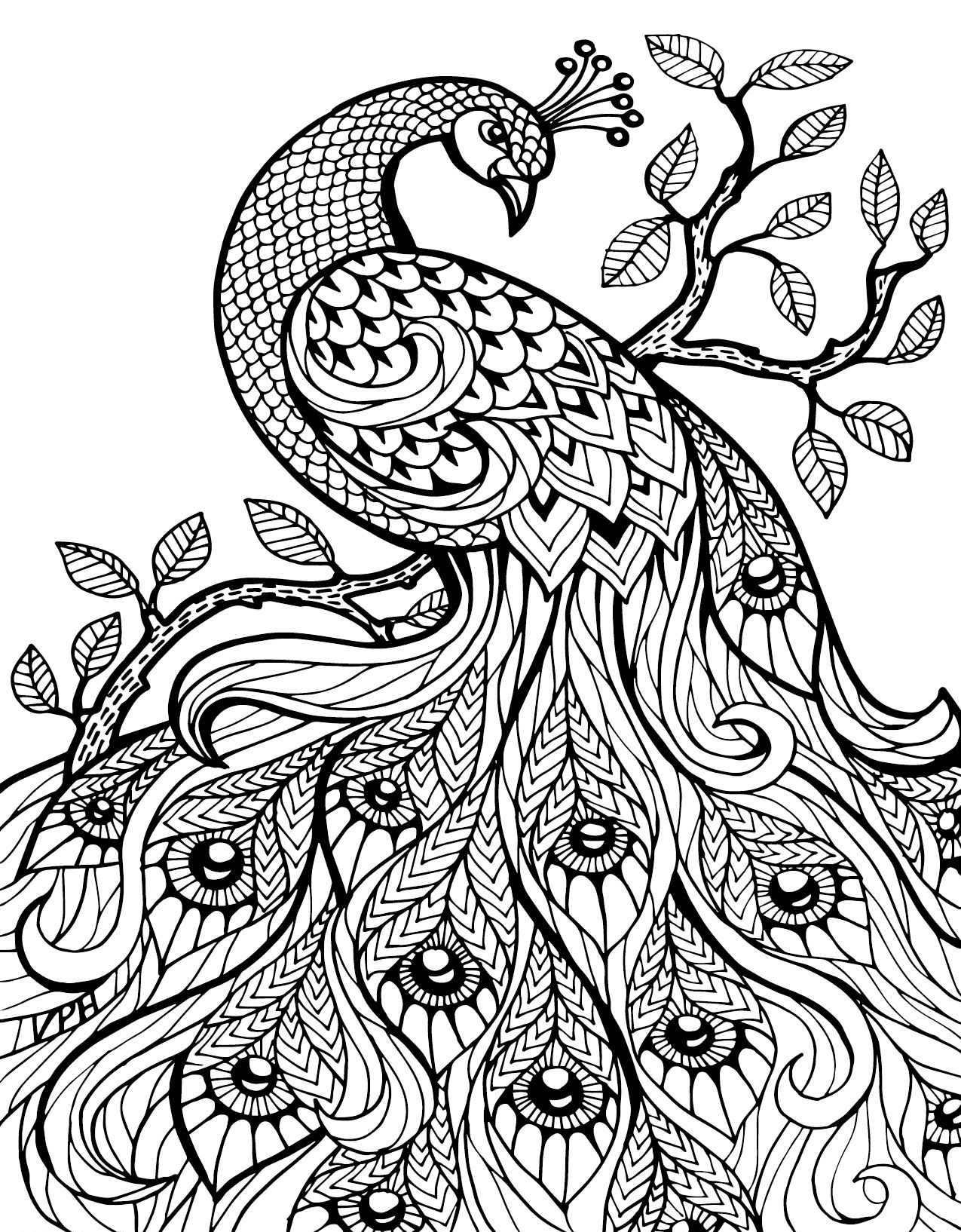 Free printable peacock coloring pages for kids