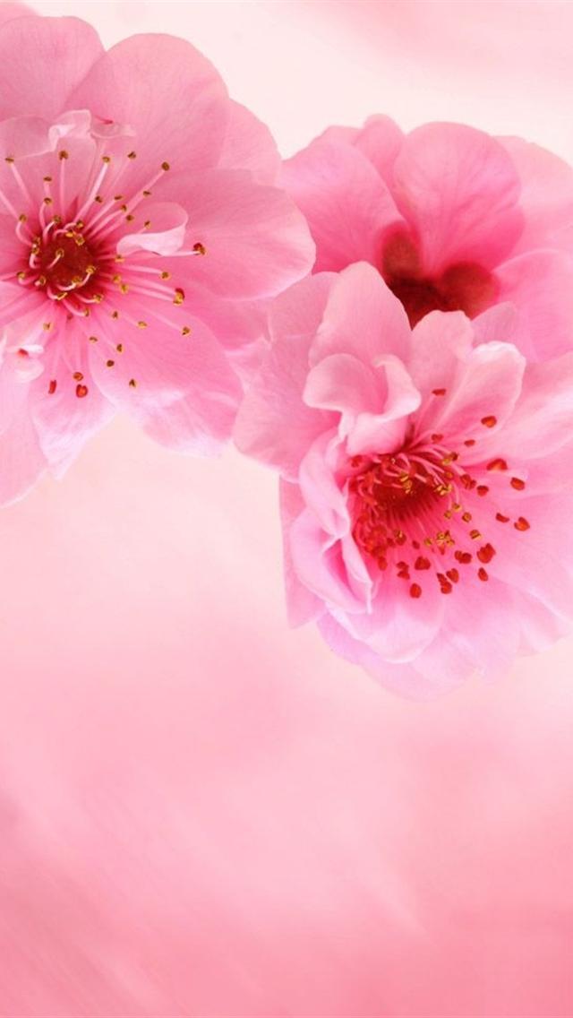 Pink Flowers Background, Photos, and Wallpaper for Free Download