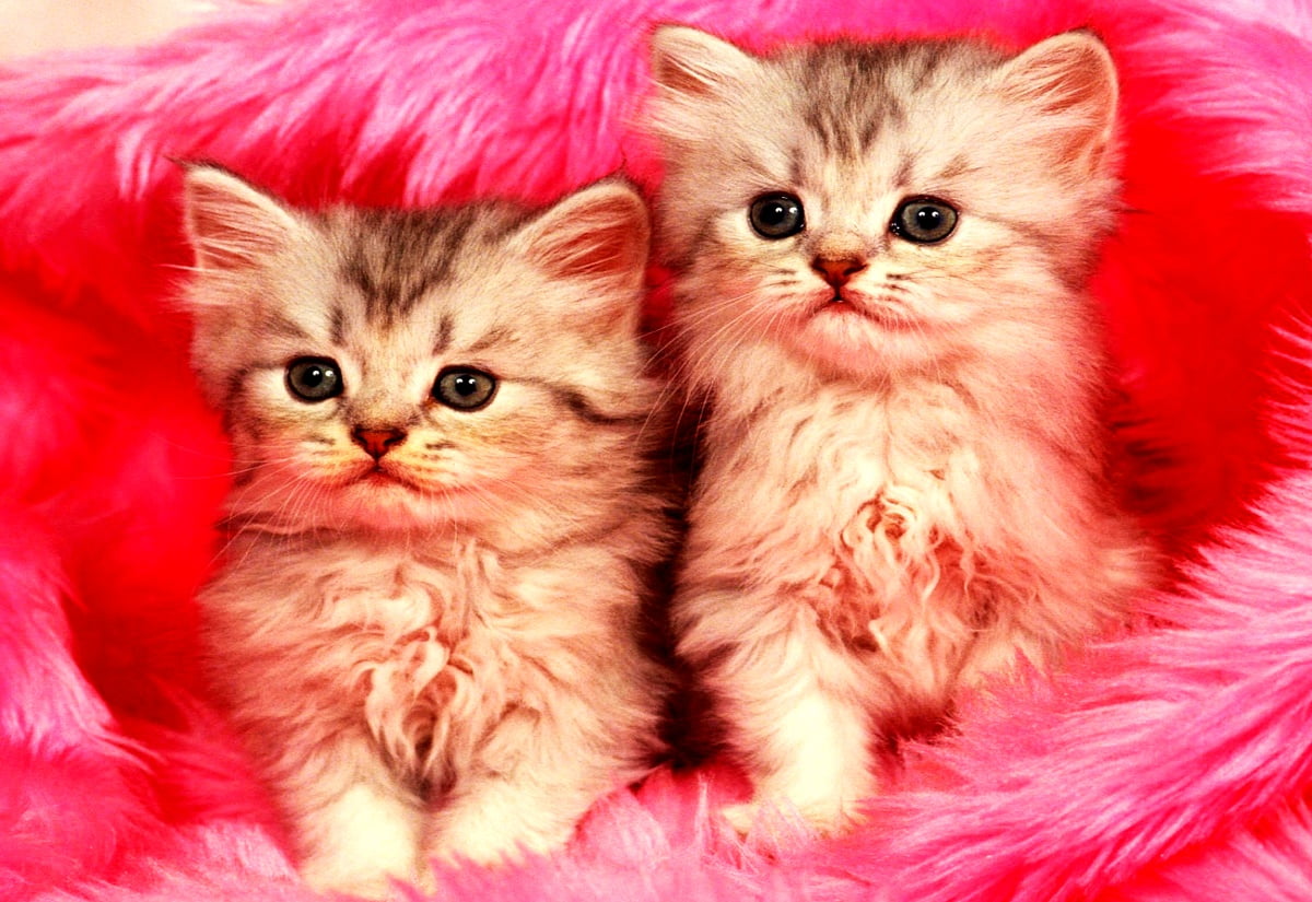 Download Free 100 + cute pink kittens Wallpapers