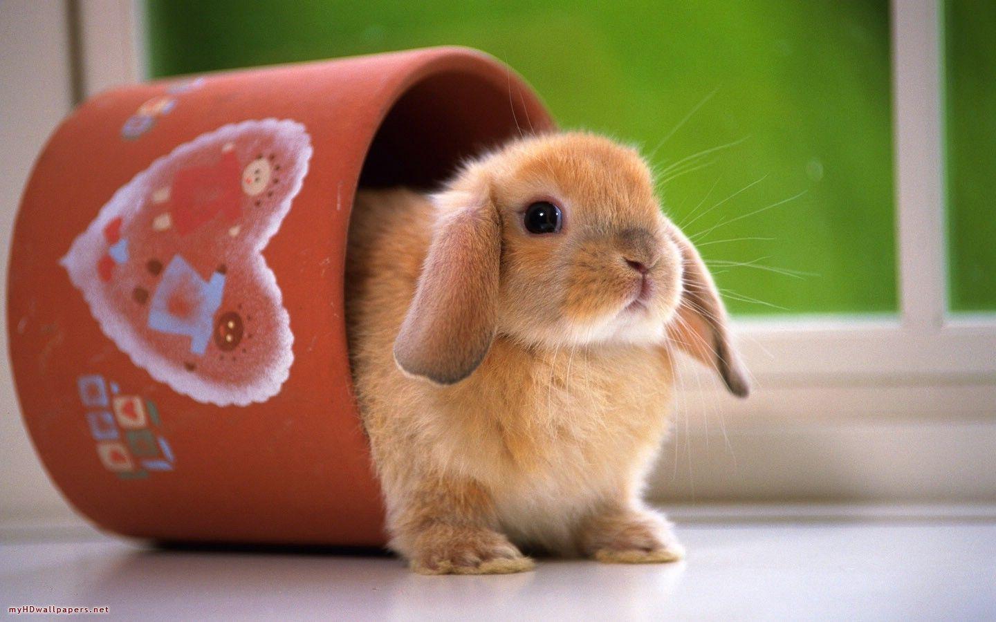 Cute rabbit wallpapers