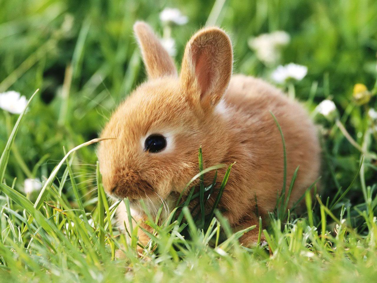 Cute baby bunnies wallpapers