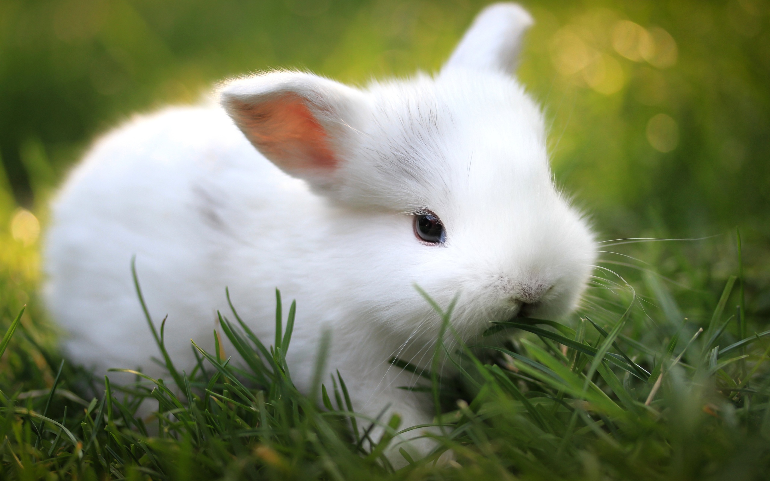 Rabbit hd papers and backgrounds