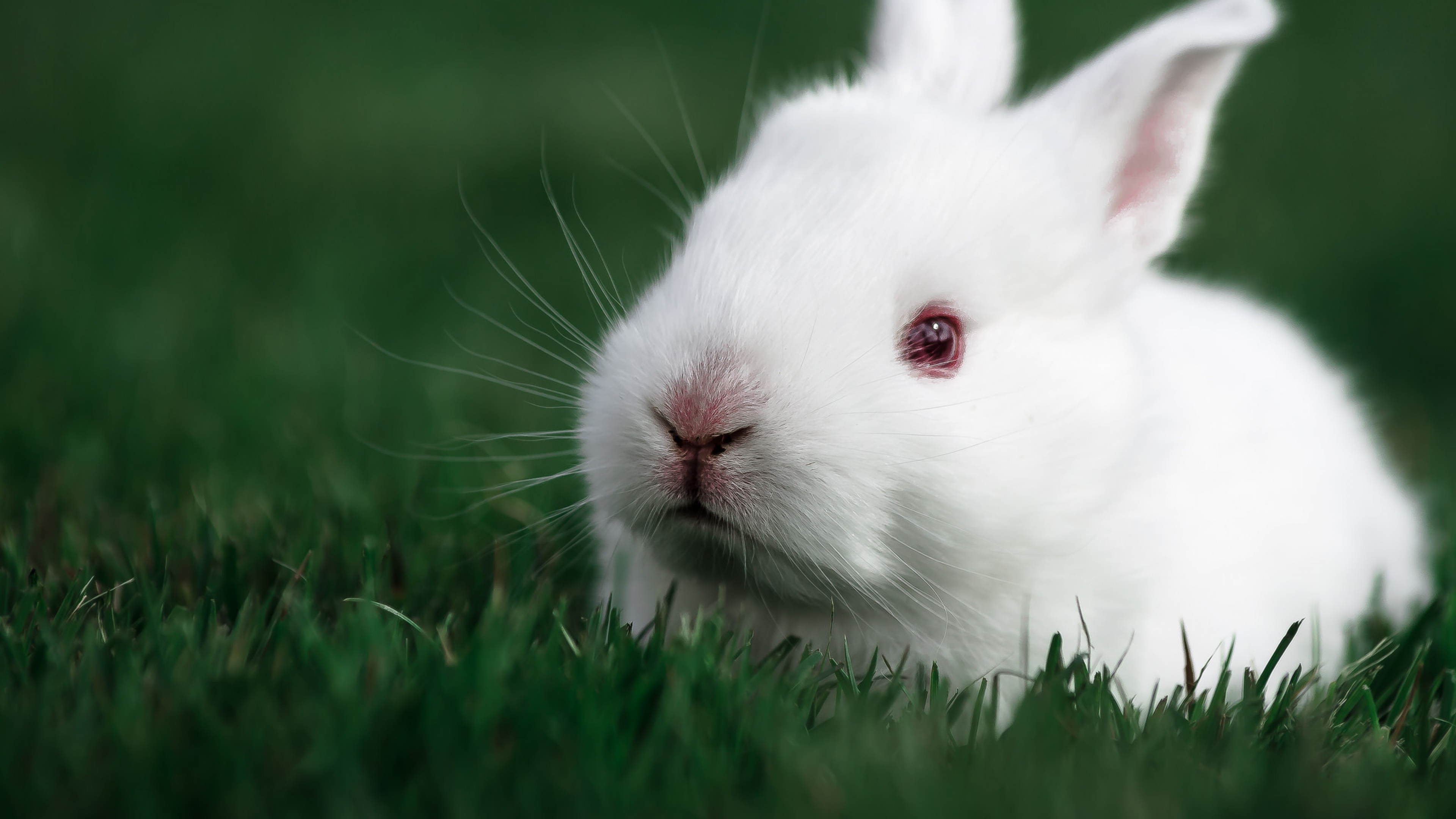Cute rabbit hd animals k wallpapers images backgrounds photos and pictures