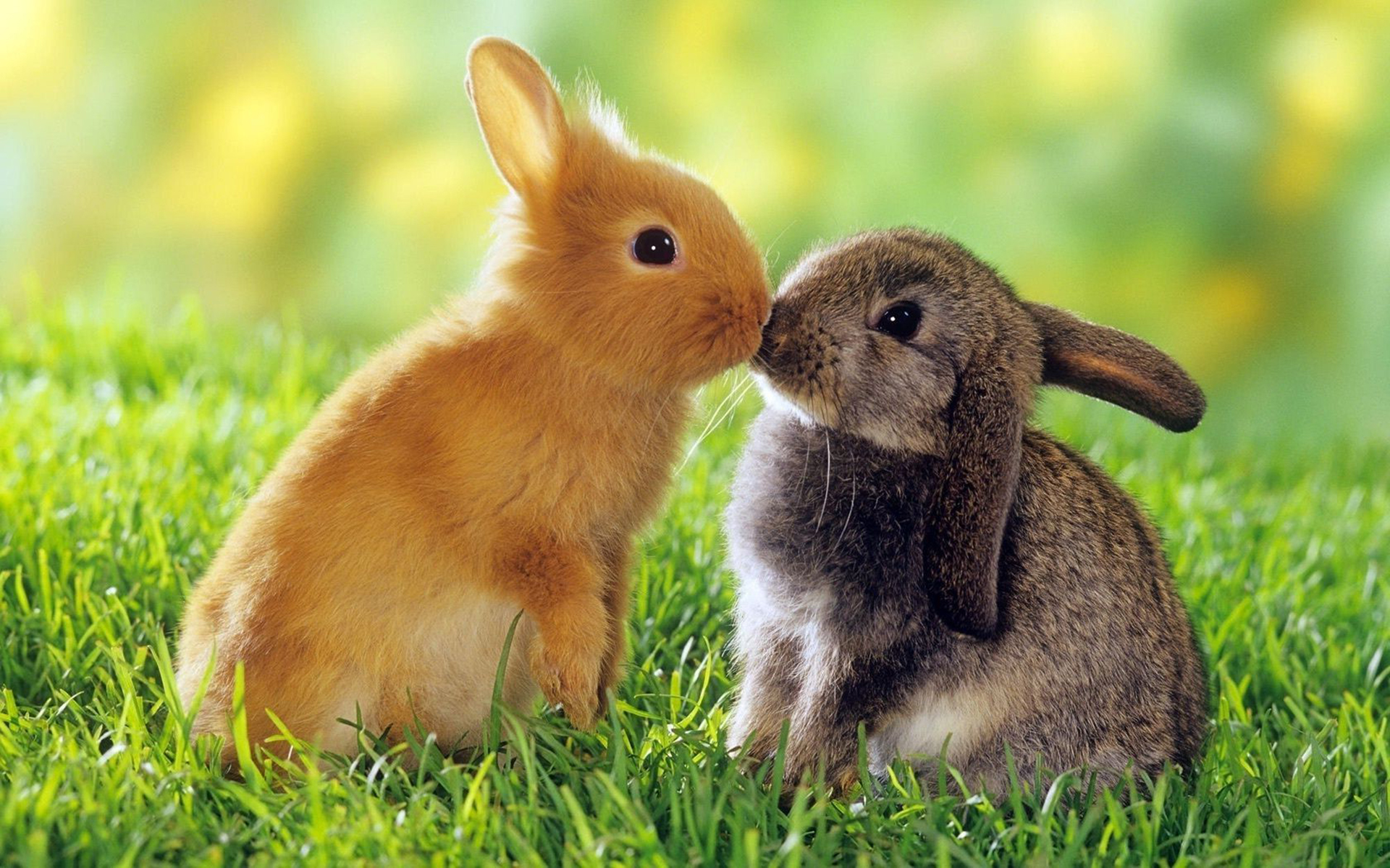 Cute bunny wallpapers for windows free download