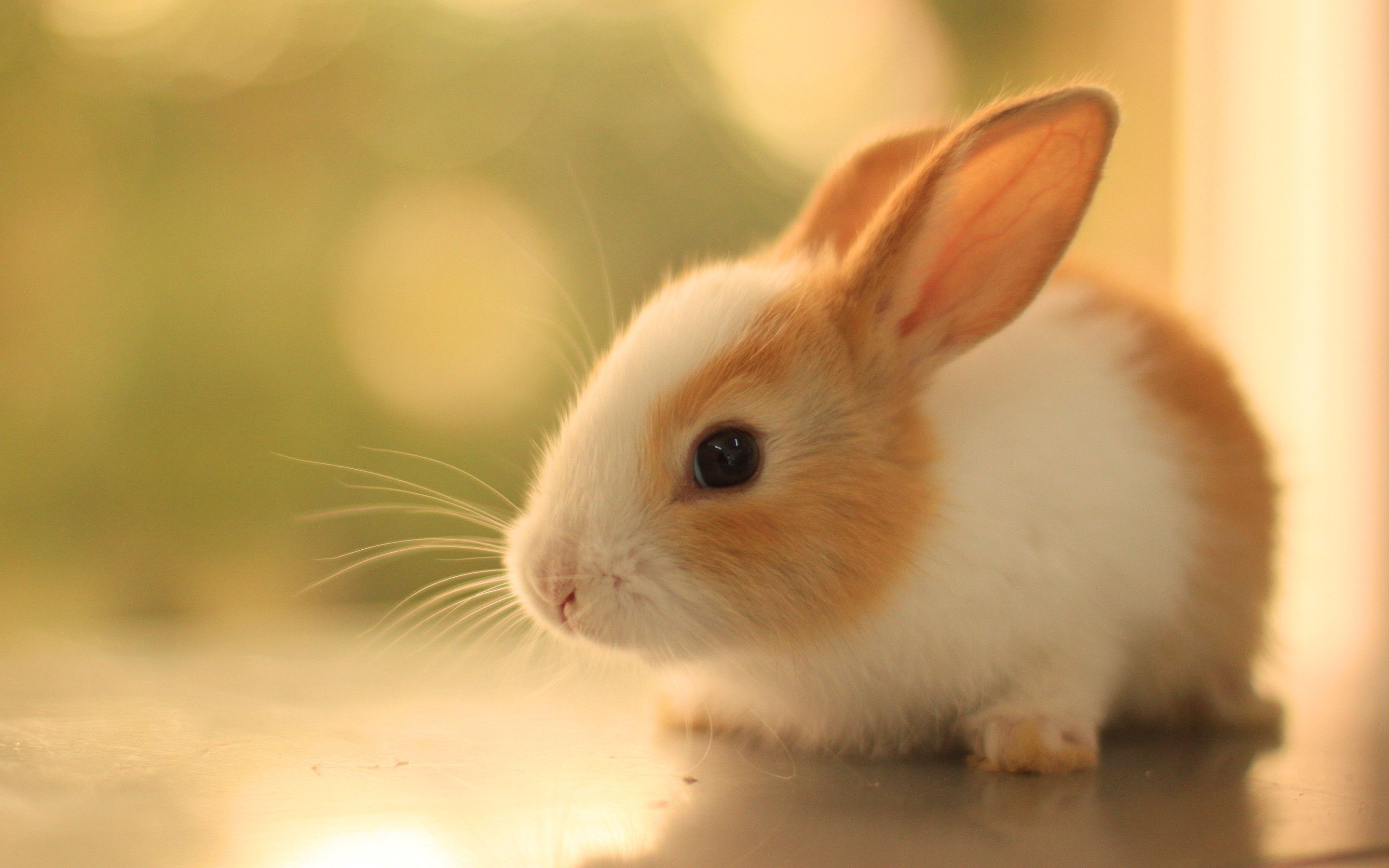 Cute bunny rabbits wallpapers