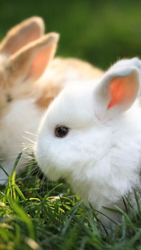 Cute rabbit wallpaper download