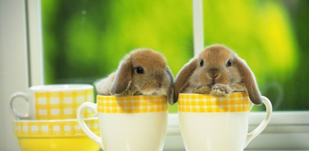 Cute bunny hd wallpapersappstore for android