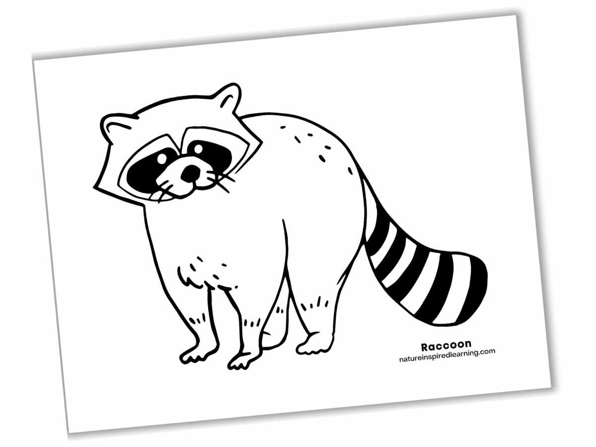 Raccoon coloring pages