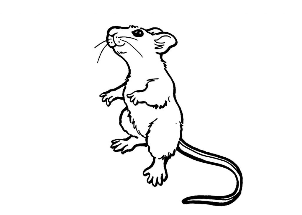 Free printable rat coloring pages for kids animal coloring pages coloring pages cartoon drawings of animals