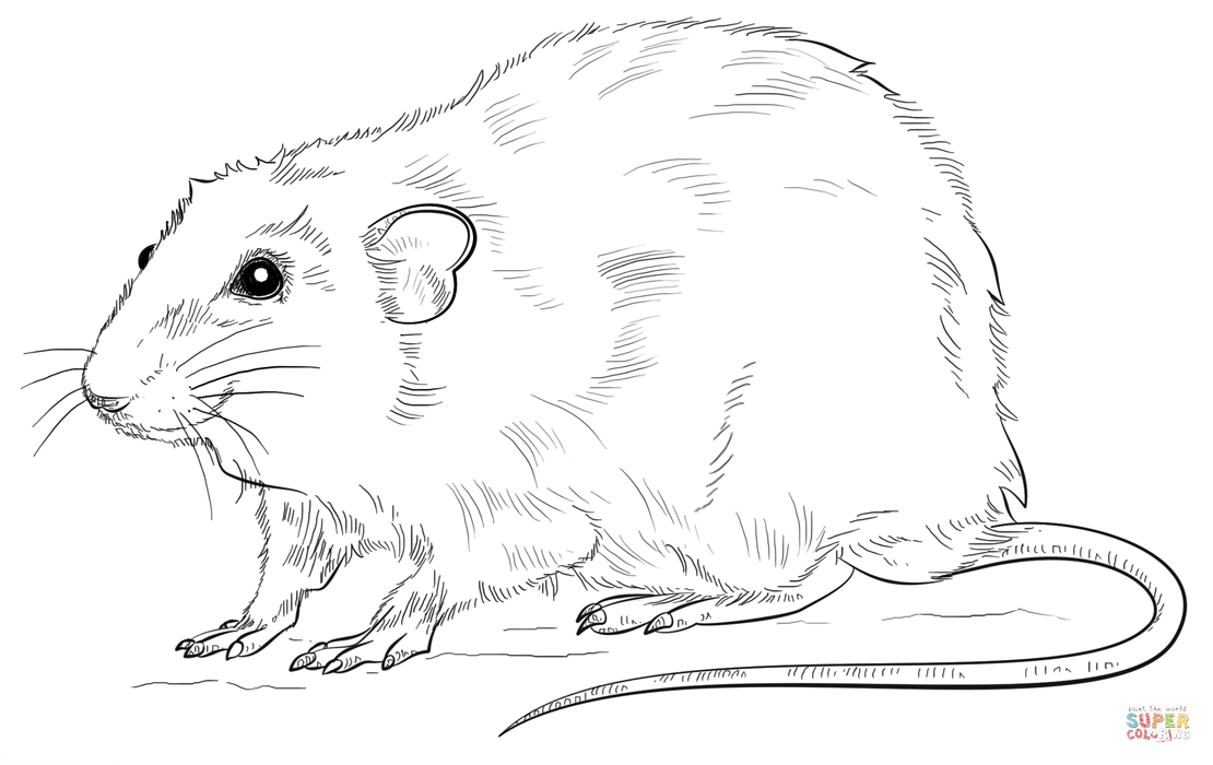 Realistic rat coloring page free printable coloring pages