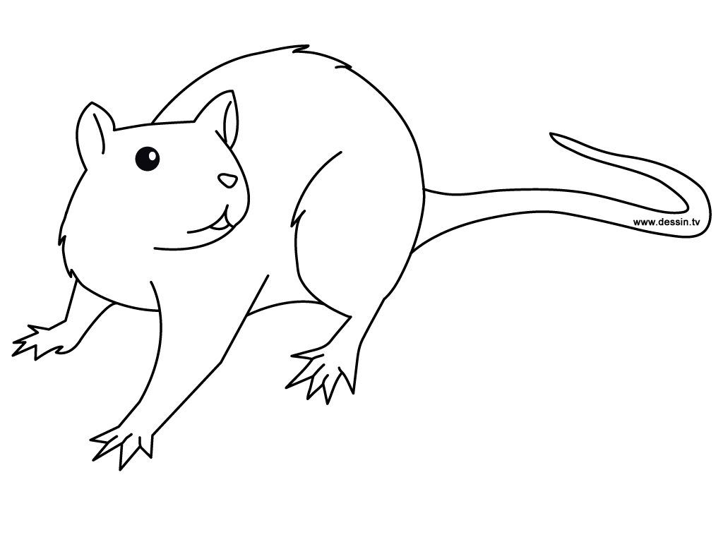 Free printable rat coloring pages for kids animal coloring pages coloring pages for kids coloring pages