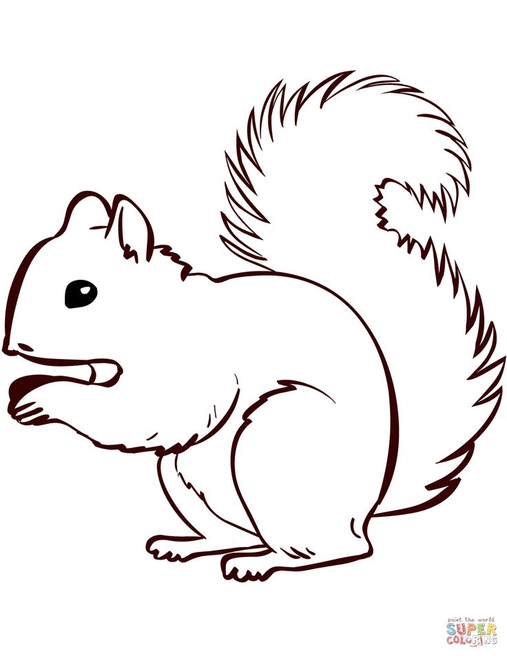 Squirrel coloring page free printable coloring pages squirrel coloring page coloring pages squirrel art