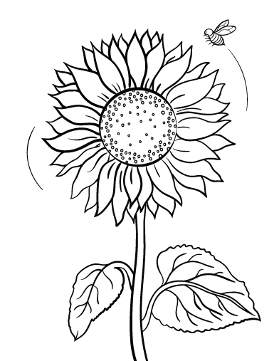 Free sunflower coloring page