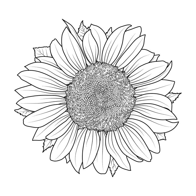 Sunflower coloring stock illustrations â sunflower coloring stock illustrations vectors clipart