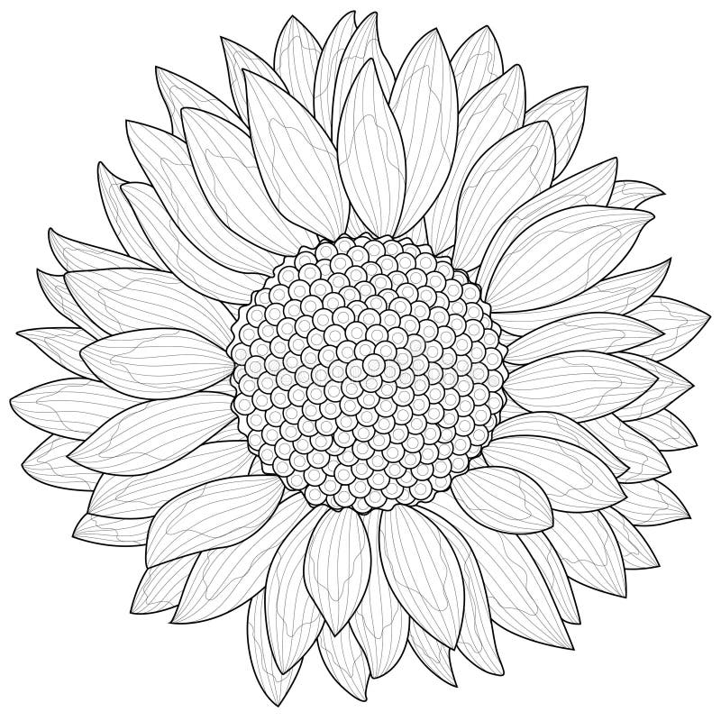 Sunflower coloring stock illustrations â sunflower coloring stock illustrations vectors clipart