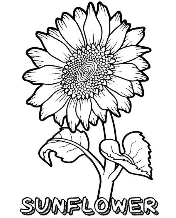 Free sunflower coloring pages pdf for kids