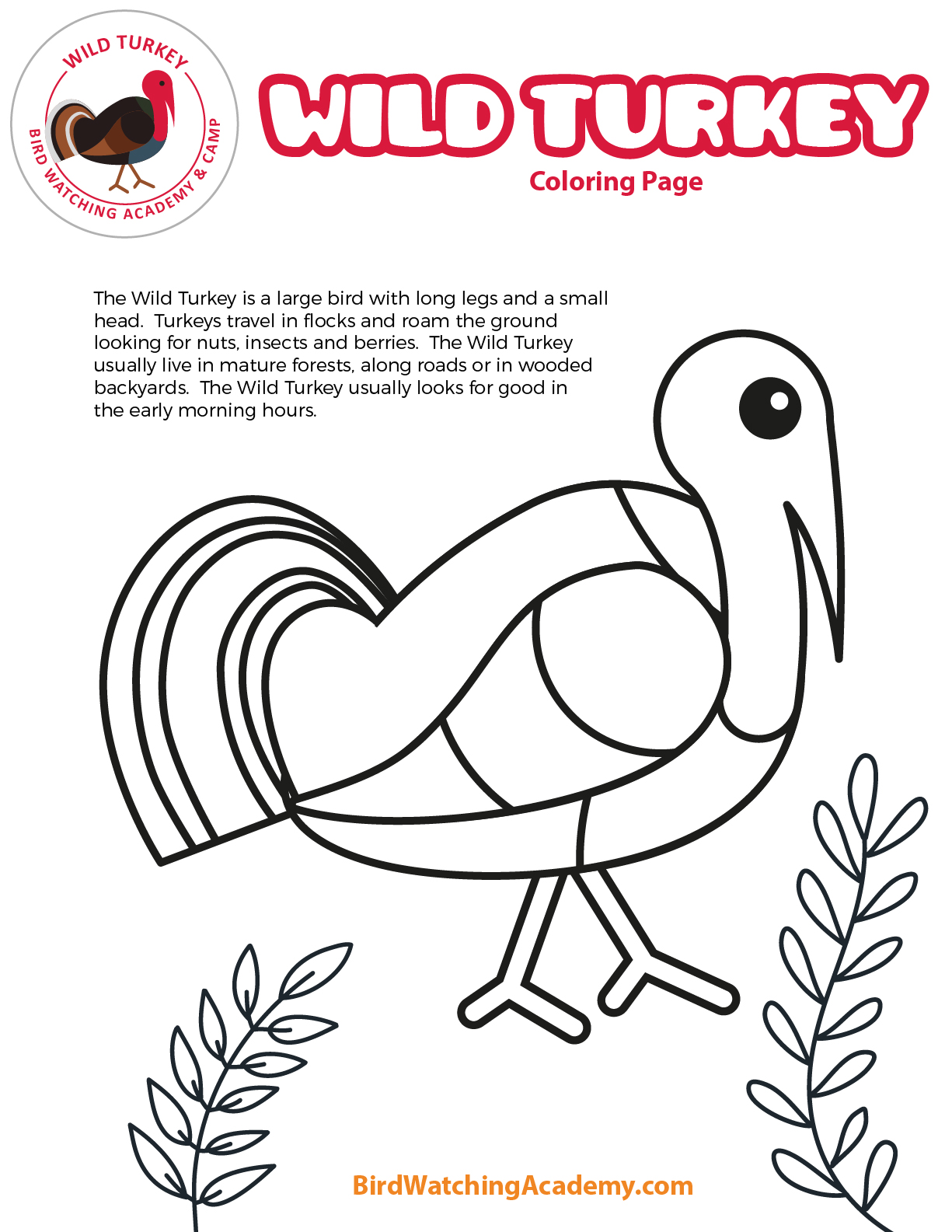Wild turkey coloring page