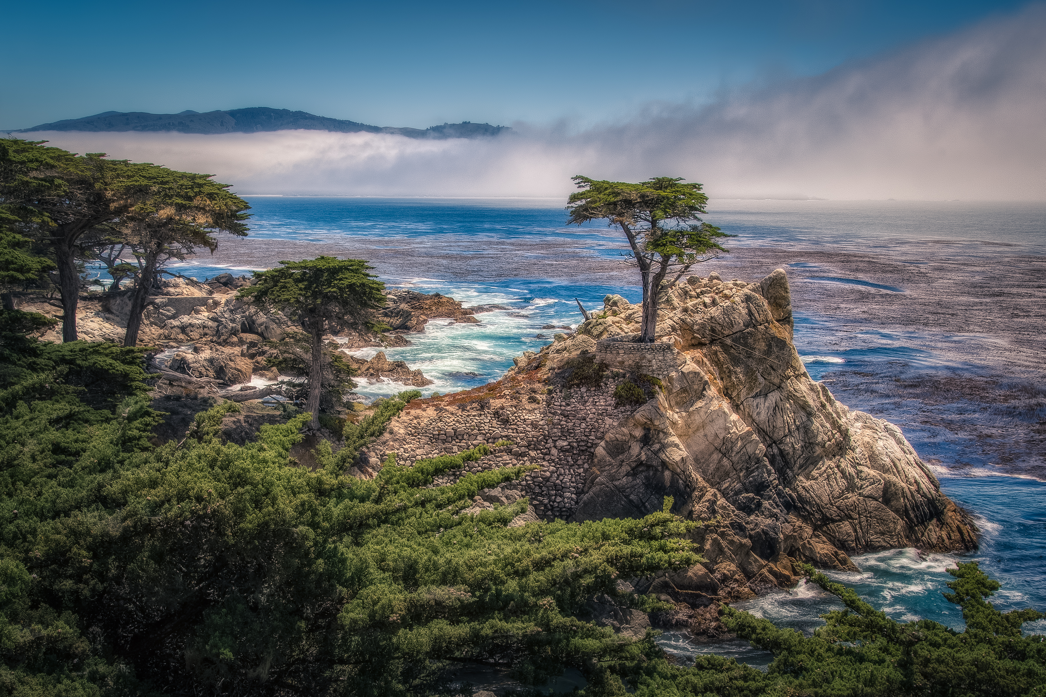 The lone cypress