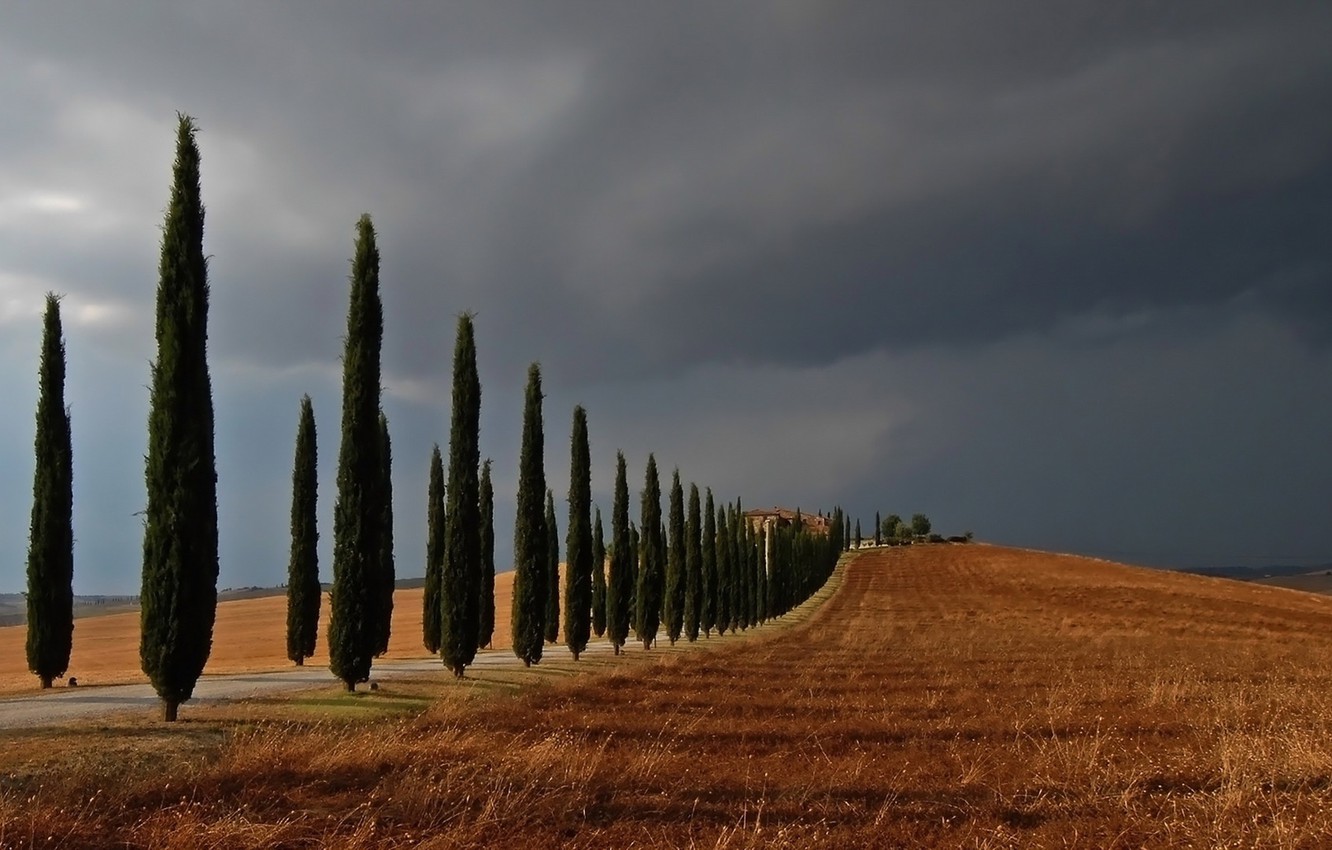 Wallpaper field trees landscape cypress hill images for desktop section ððµðð