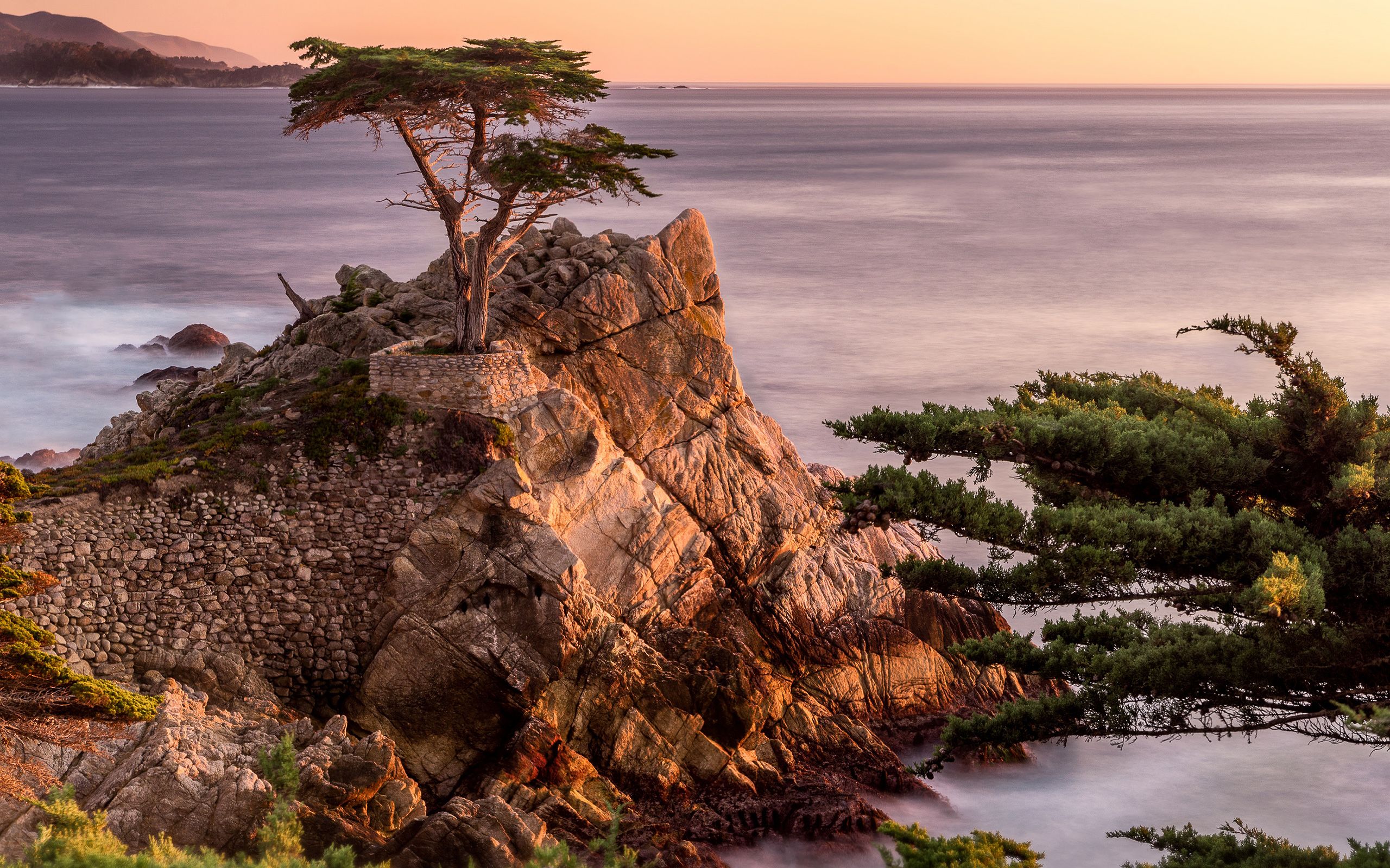 Lone cypress wallpapers