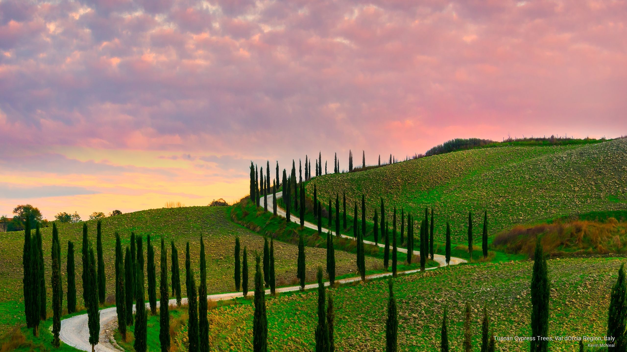 Tuscan cypress trees val dorcia region italy tuscan cypress cypress trees sunrise sunset