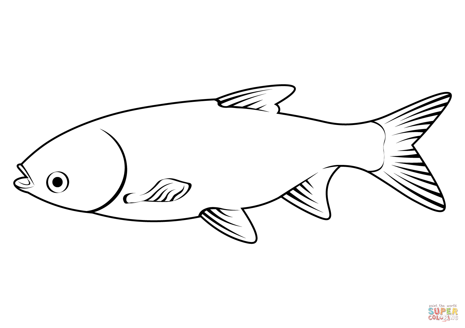 Silver carp hypophthalmichthys molitrix coloring page free printable coloring pages