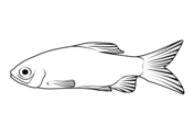 Carp coloring pages free coloring pages