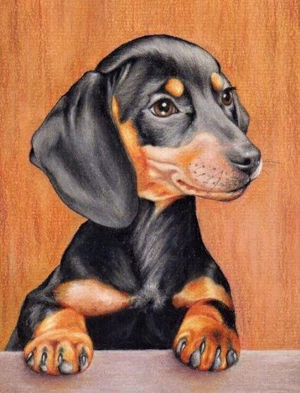 Dachshund dog