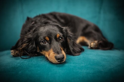 Dachshund photos download free dachshund stock photos hd images