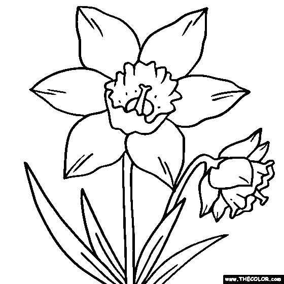 Daffodil flower online coloring page flower coloring pages online coloring pages coloring pages