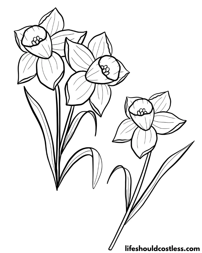 Daffodil coloring pages free printable pdf templates