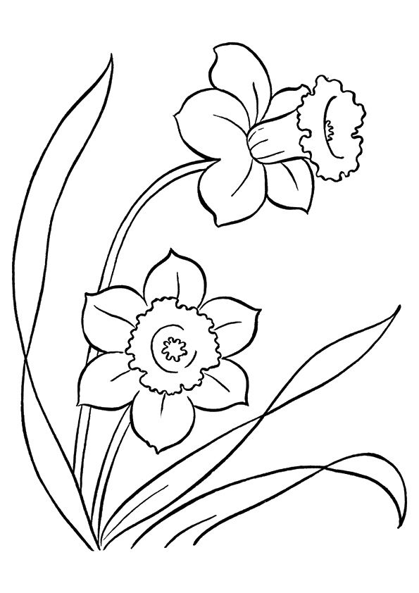 Free printable the daffodil coloring picture assignment sheets pictures for child