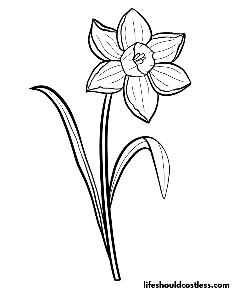 Daffodil coloring pages free printable pdf templates