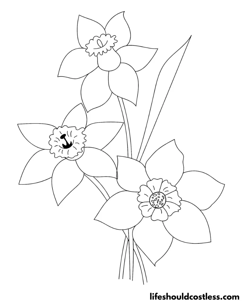 Daffodil coloring pages free printable pdf templates