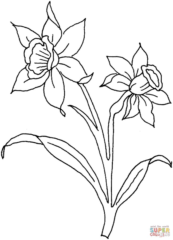 Daffodil flowers super coloring flower coloring pages daffodil flower daffodils