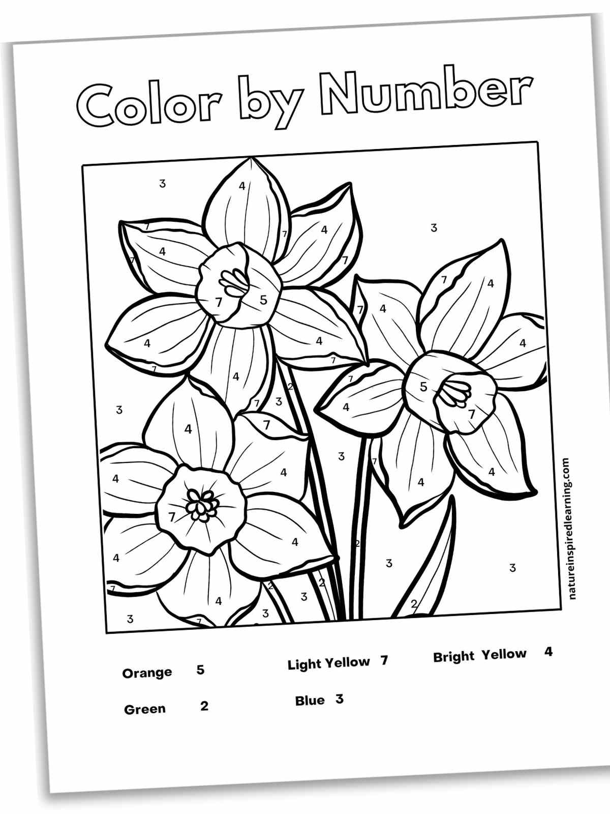 Flower color by number