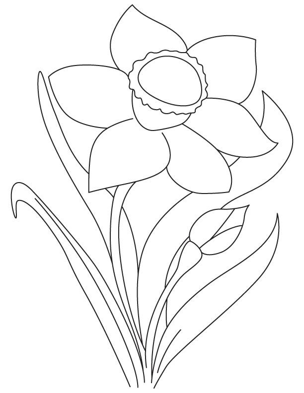 Yellow daffodil coloring page flower coloring pages daffodils coloring pages