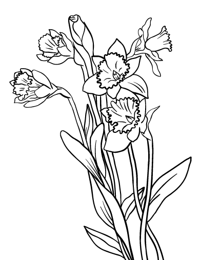 Free daffodil coloring page