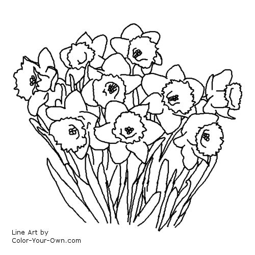 Daffodil spring flower coloring page