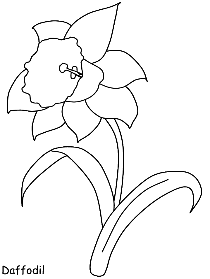 Daffodil coloring pages