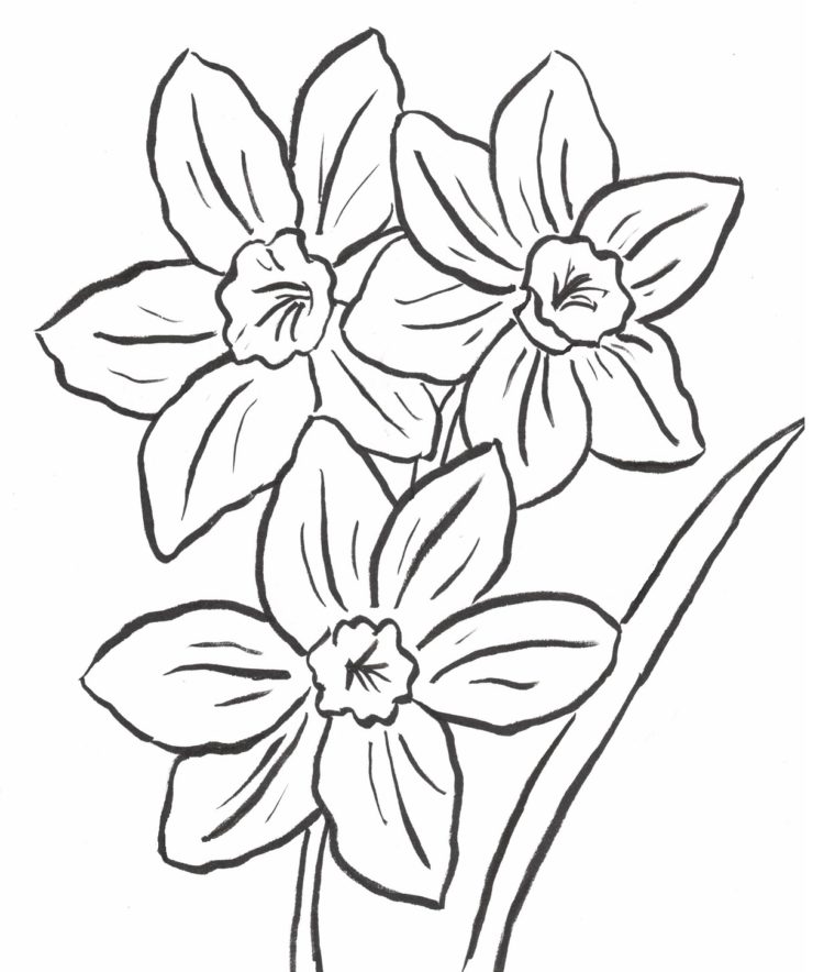 Daffodil coloring page