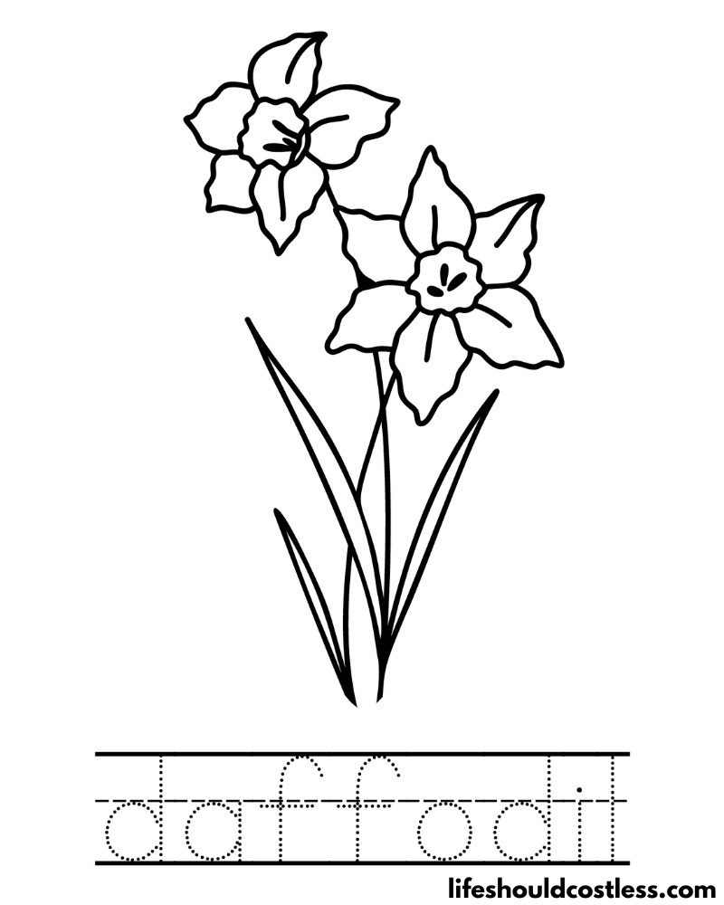 Daffodil coloring pages free printable pdf templates