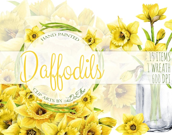 Watercolor daffodils clipart daffodil clip art rustic mason jar spring wedding invitation illustration vector yellow flower art narcissus