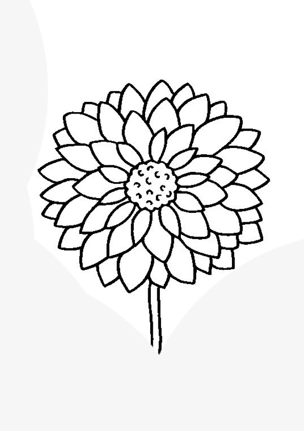 Coloring pages dahlia flower coloring pages printable