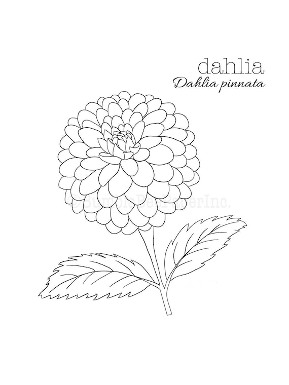 Dahlia dahlia pinnata coloring pagewall art