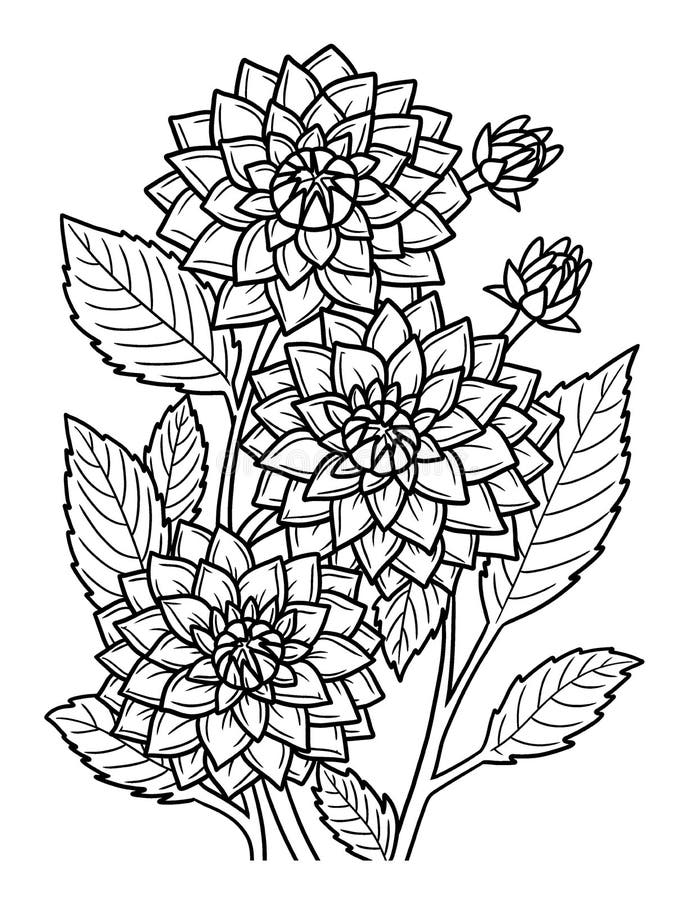 Dahlia flower coloring page for adults stock vector