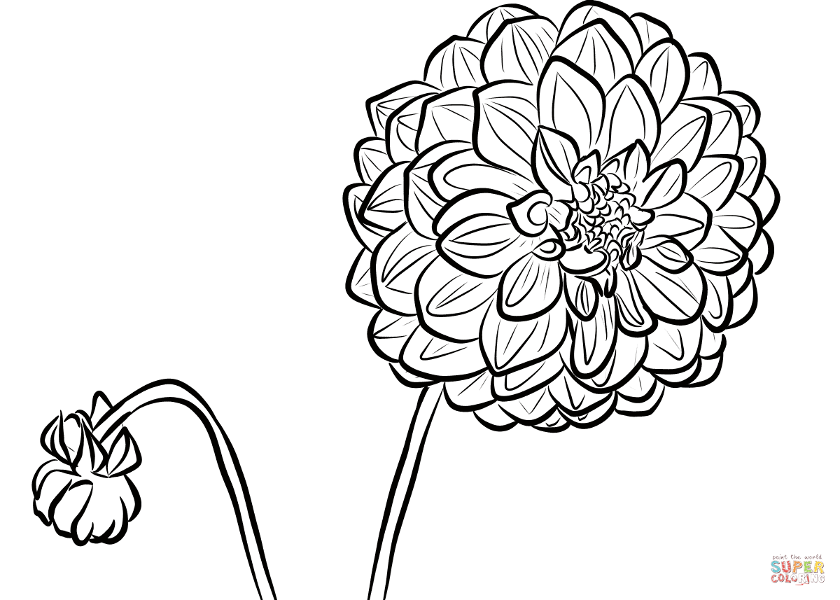 Dahlia coloring page free printable coloring pages